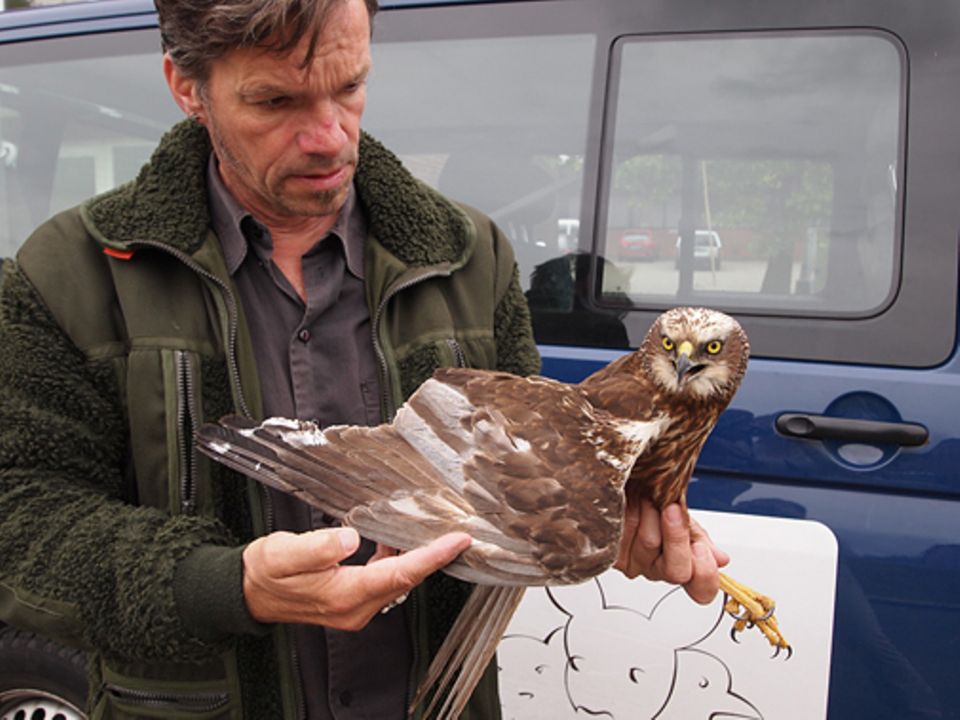 Hier hilft ein Mitarbeiter der Wildtierstation Hamburg einem verletzten Vogel. Die Weihe ist aber bald wieder fit