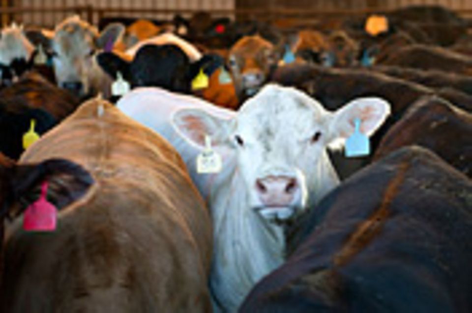 Fleischkonsum und Klima: "Wir müssen weg von der Tierhaltung"