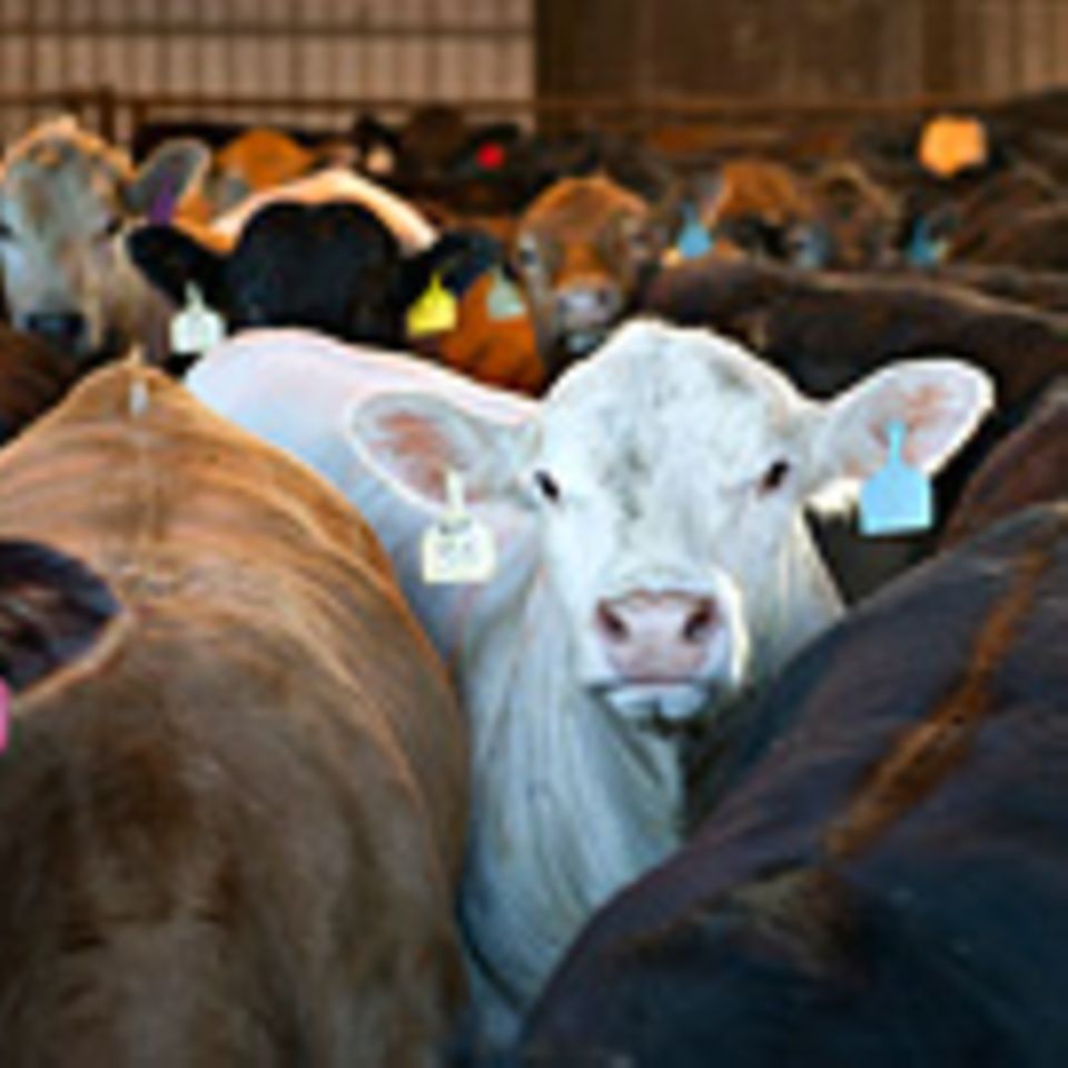 Fleischkonsum und Klima: "Wir müssen weg von der Tierhaltung"