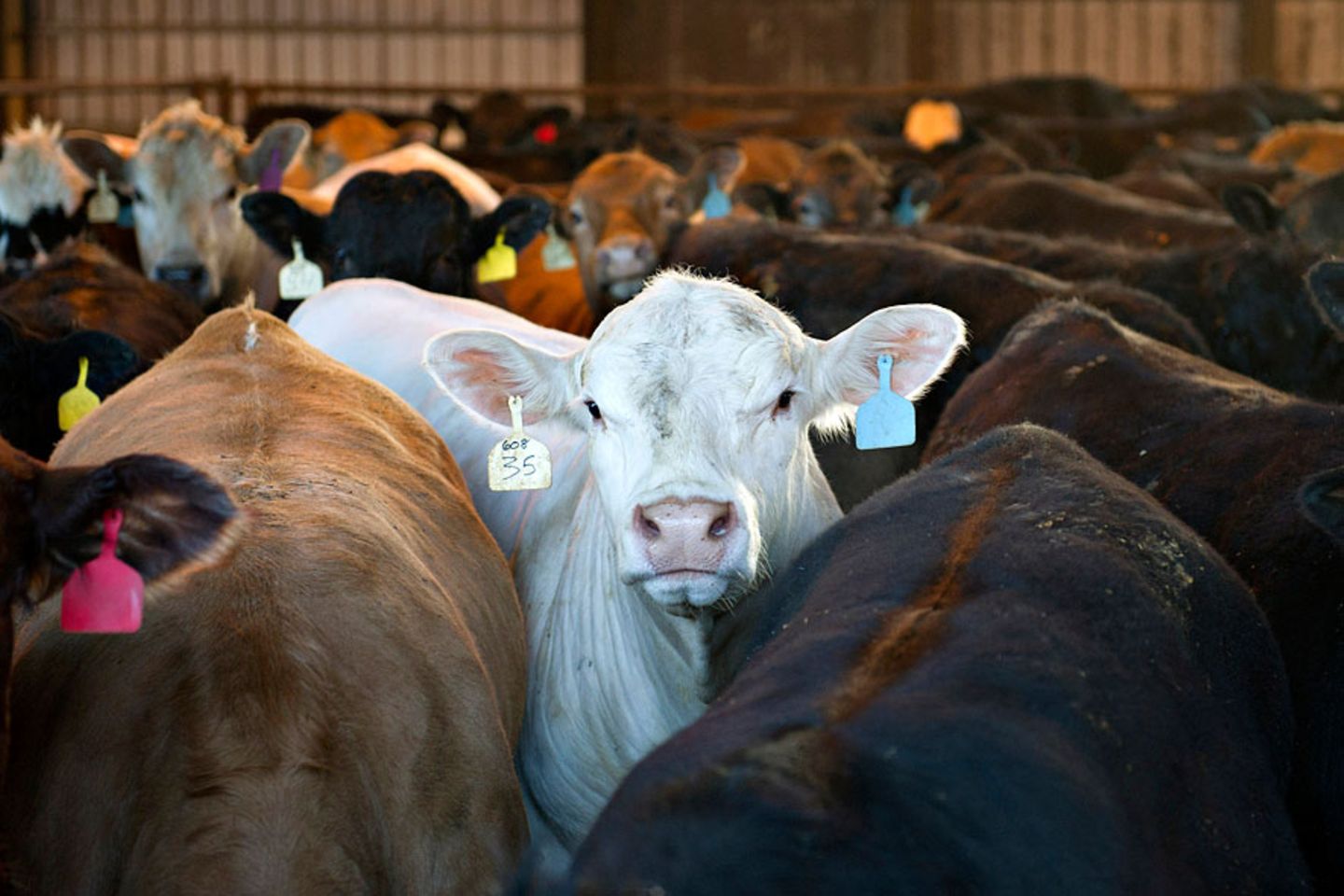 Fleischkonsum und Klima: Rinderhaltung schädigt das Klima nicht nur durch Methanemissionen - sondern auch durch ihren Flächenverbrauch