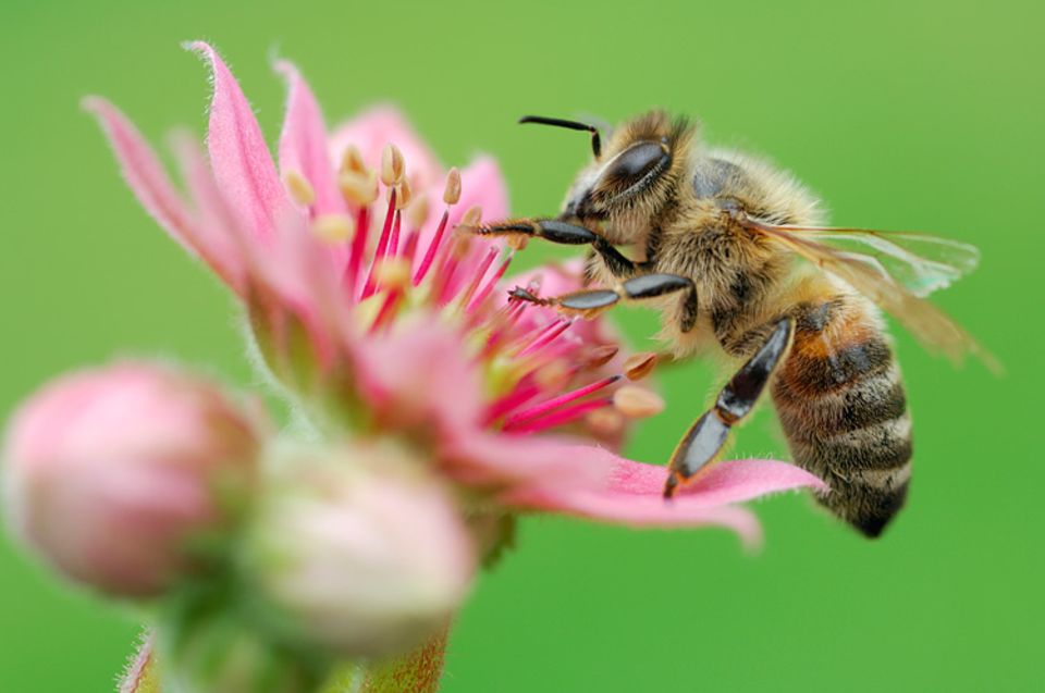 Tierwelt: Bienen: Keine Angst vor Stichen