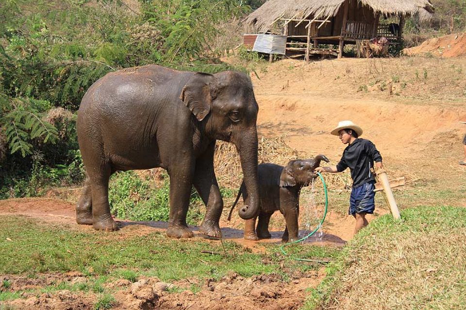 Ein ausgewachsener Elefant braucht pro Tag rund 40 Liter Wasser, auch der Nachwuchs ist durstig Ein ausgewachsener Elefant braucht pro Tag rund 40 Liter Wasser, auch der Nachwuchs ist durstig
