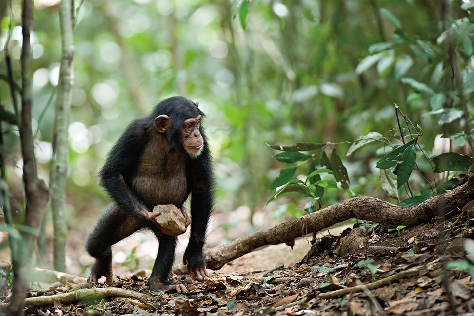 FILMKRITIK: "Schimpansen": Das beste Drehbuch schreibt das Leben