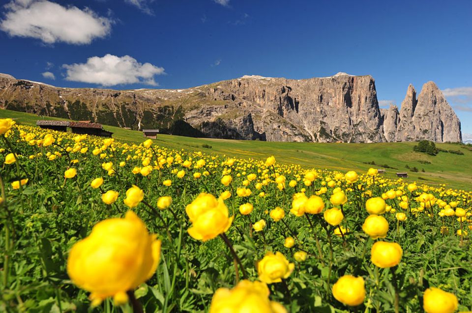 Wandern in Südtirol: Auf dem Weg hinauf zum Hausberg Südtirols dem Schlern erschließt sich zum Sommer hin ein Blumenmeer Wandern in Südtirol: Auf dem Weg hinauf zum Hausberg Südtirols dem Schlern erschließt sich zum Sommer hin ein Blumenmeer