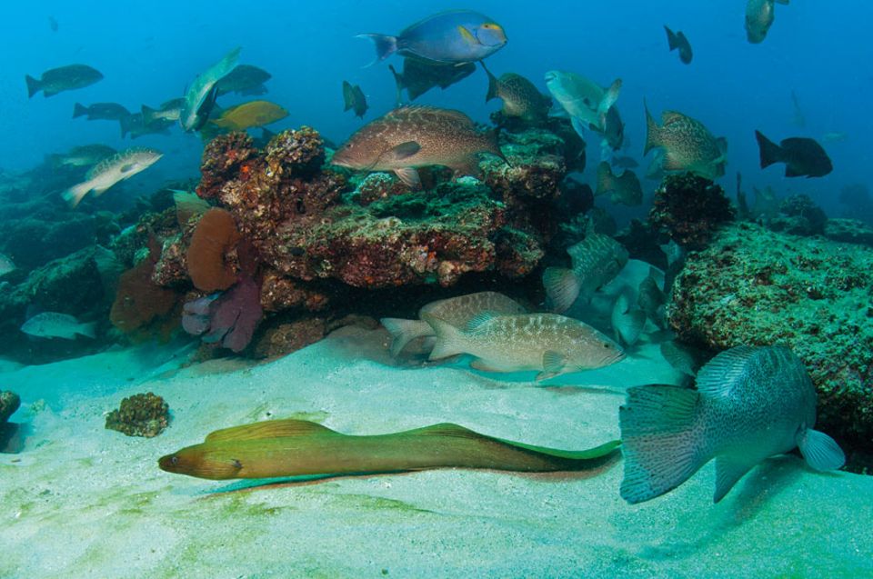 MEERESSCHUTZ: Der Meeresnationalpark Cabo Pulmo vor der mexikanischen Halbinsel Baja California erlebte eine spektakuläre Erholung, nachdem man 1999 die Fischerei verboten hatte MEERESSCHUTZ: Der Meeresnationalpark Cabo Pulmo vor der mexikanischen Halbinsel Baja California erlebte eine spektakuläre Erholung, nachdem man 1999 die Fischerei verboten hatte