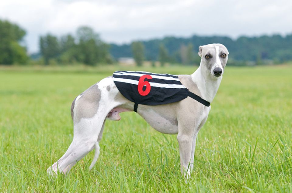 Tierlexikon: Ein Whippet ist in der Regel ein sehr freundlicher Hund Tierlexikon: Ein Whippet ist in der Regel ein sehr freundlicher Hund