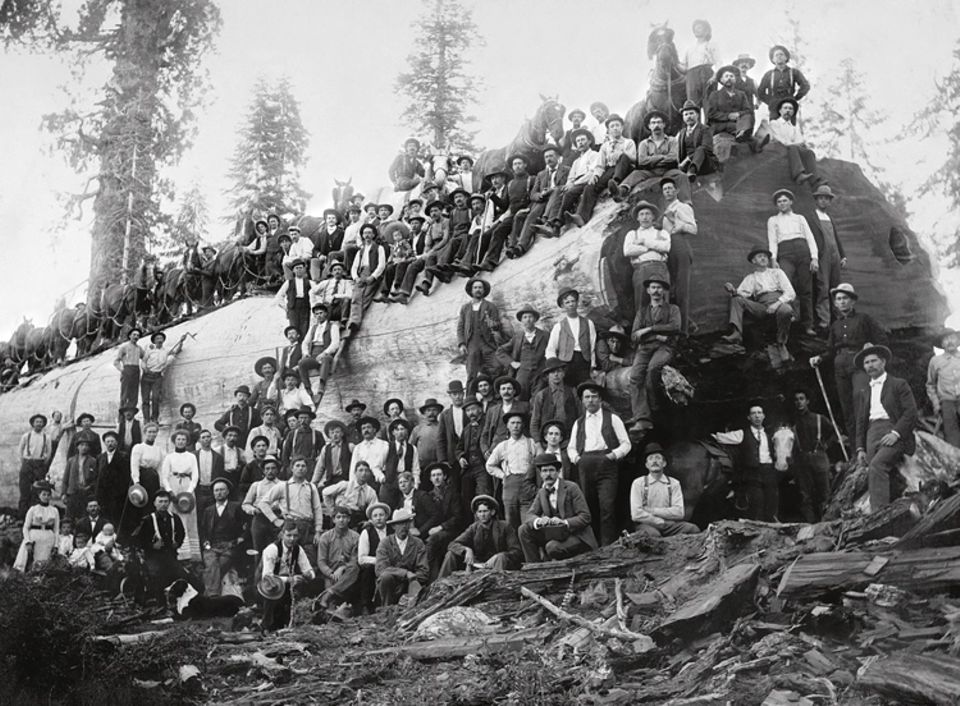 1898 - 1919: Die Rohstoffproduktion der USA wächst rasant: 1899 schlagen Arbeiter mehr als 82 Millionen Kubikmeter Holz und fördern Millionen Tonnen Kohle, Kupfer und Eisenerz (gefällter Mammutbaum, Kalifornien 1917)