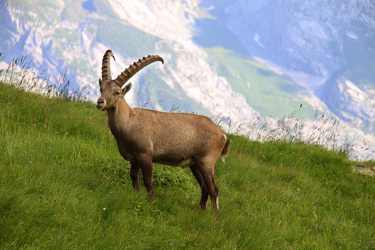 Tierlexikon: Ein besonderes Merkmal der Alpensteinböcke sind ihre großen Hörner