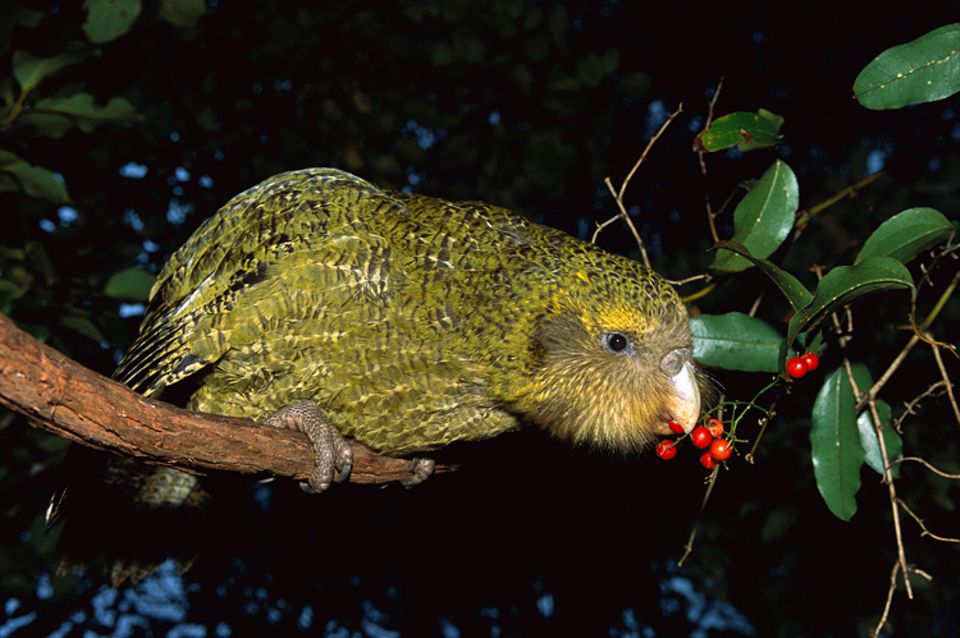Tierlexikon: Kakapos sind die schwersten Papageien der Welt