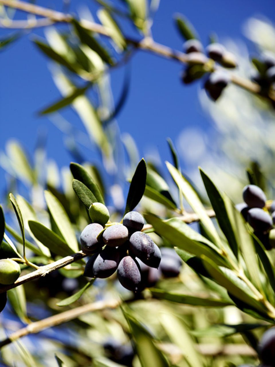 Umwelt: Problematisch sind vor allem die toxisch wirkenden Polyphenole aus den Olivenresten