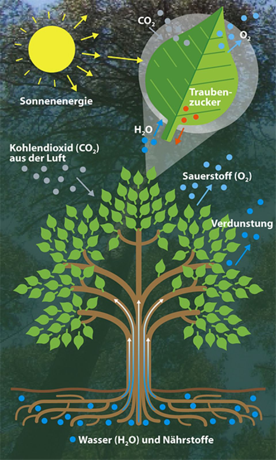 Botanik: Ein Baum braucht Wasser, Luft und Licht zum Überleben Botanik: Ein Baum braucht Wasser, Luft und Licht zum Überleben