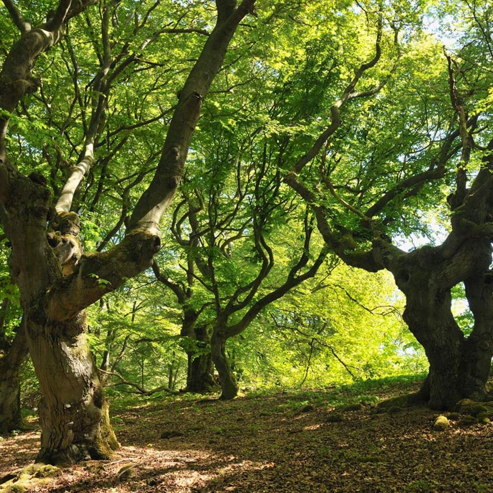 Herbstausflug: Wanderung durch den Kellerwald