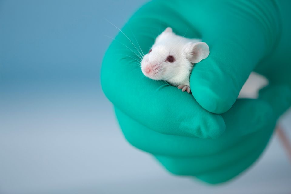 Tierversuche: 2012 wurden in Tierversuchen mehr als zwei Millionen Mäuse "verbraucht" - allein in Deutschland