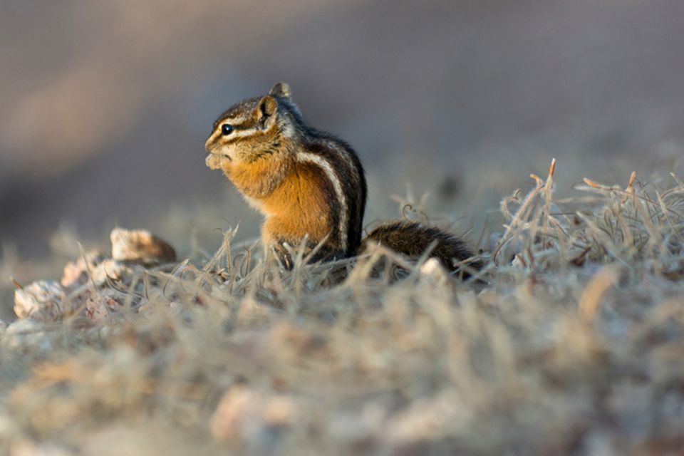 Tierlexikon: Lieber alleine unterwegs: Streifen-Backenhörnchen sind Einzelgänger