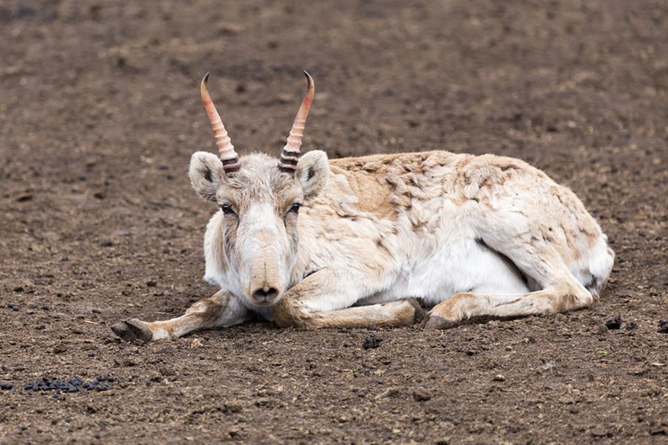 Tierlexikon: Die Saiga-Antilope ist etwa so groß wie ein Schaf Tierlexikon: Die Saiga-Antilope ist etwa so groß wie ein Schaf