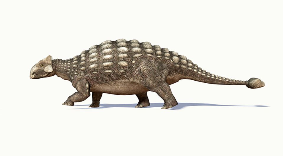 Tierlexikon: Mit der verknöcherten Keule an seiner Schwanzspitze konnte sich der Ankylosaurus gegen Räuber wie Tyrannosaurier gut zur Wehr setzen Tierlexikon: Mit der verknöcherten Keule an seiner Schwanzspitze konnte sich der Ankylosaurus gegen Räuber wie Tyrannosaurier gut zur Wehr setzen