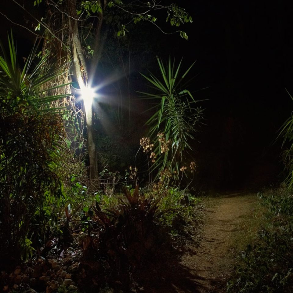 Lichtverschmutzung: Licht bremst Dschungel-Regeneration