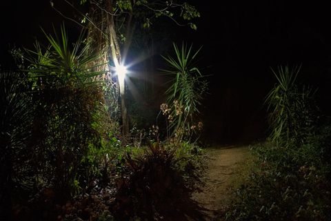 Lichtverschmutzung: Licht bremst Dschungel-Regeneration
