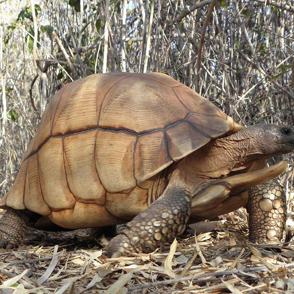 Die Goldenen Schildkröten von Madagaskar