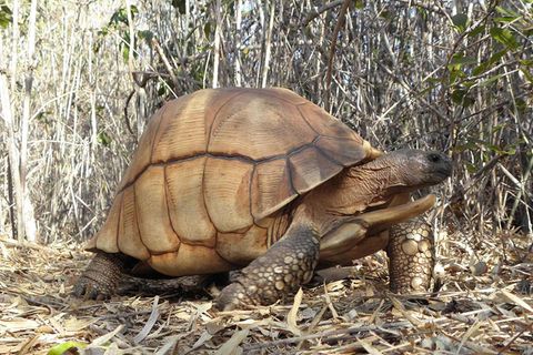 Die Goldenen Schildkröten von Madagaskar