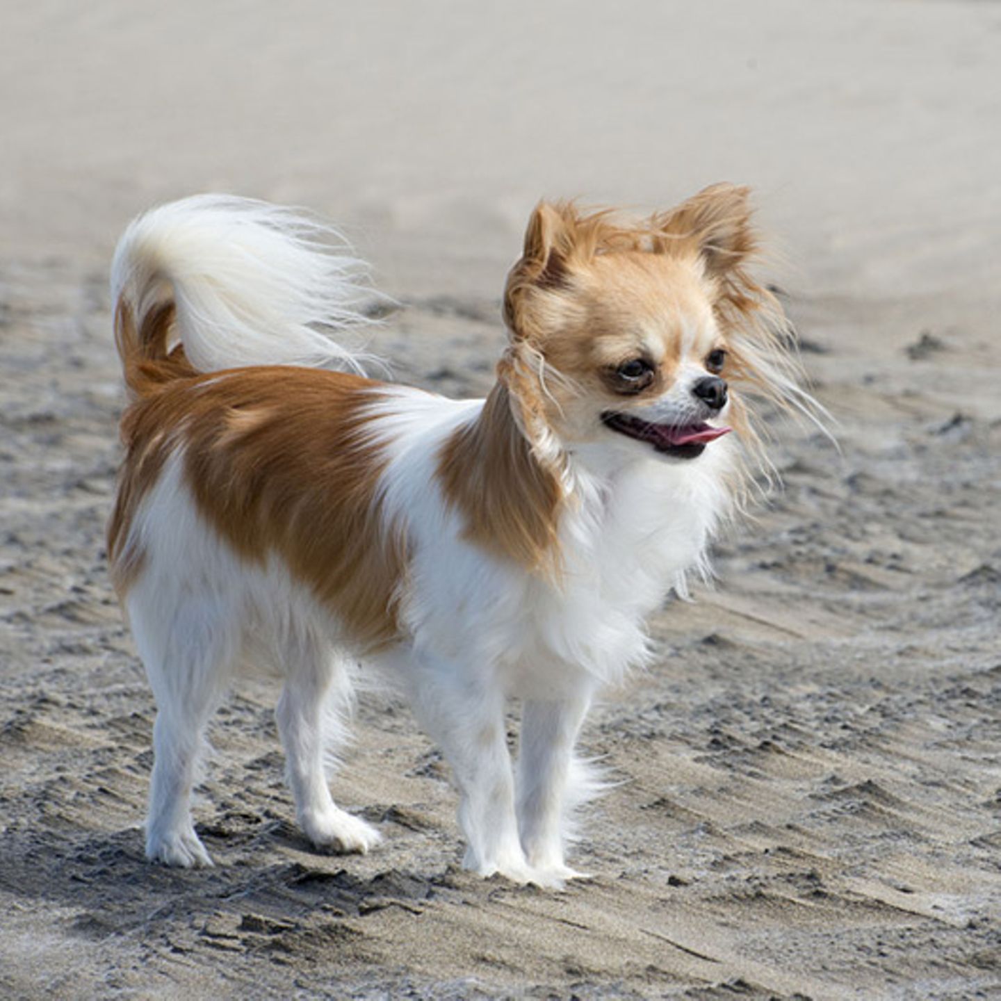 Chihuahua: Infos zum Hund im Tierlexikon [GEOLINO]