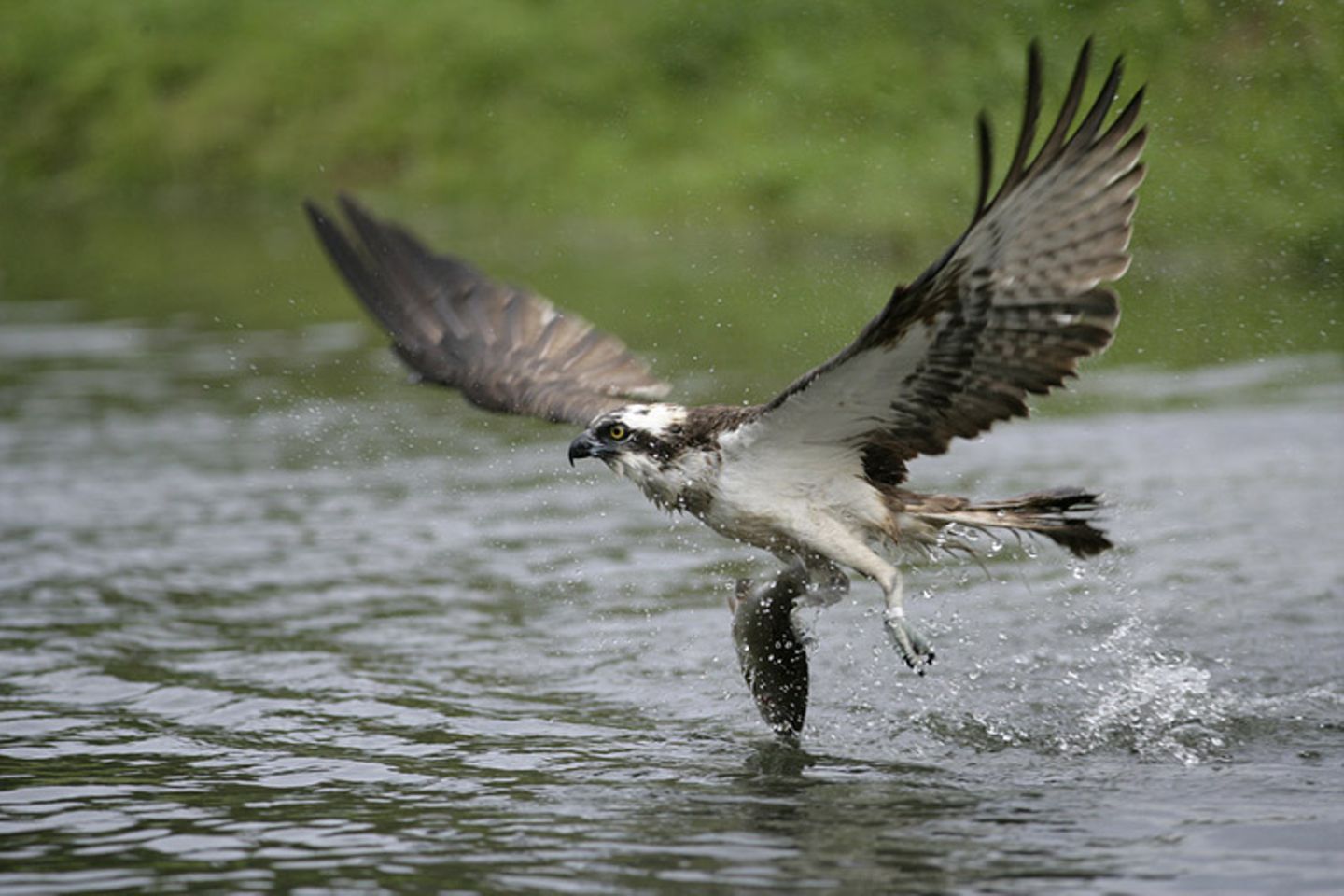 Tierlexikon: Fischadler sind hervorragende Jäger!