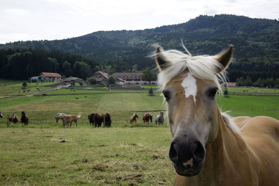 Auf Gut Aiderbichl Henndorf bei Salzburg leben 280 Pferde und Ponys sowie 33 Esel. Er war der erste von 25 Gnadenhöfen des Tierschutzprojekts