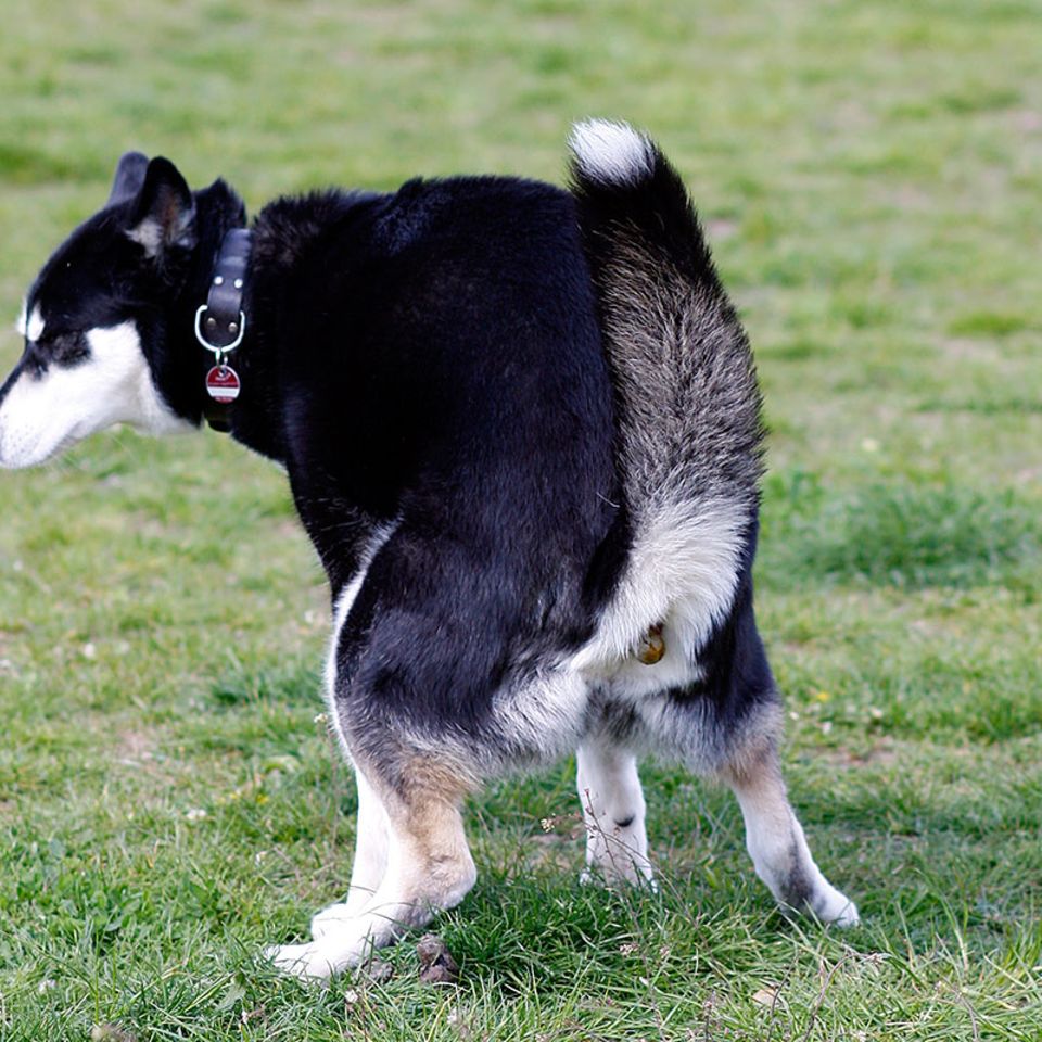 Kuriose Forschung: Hunde koten in Nord-Süd-Richtung