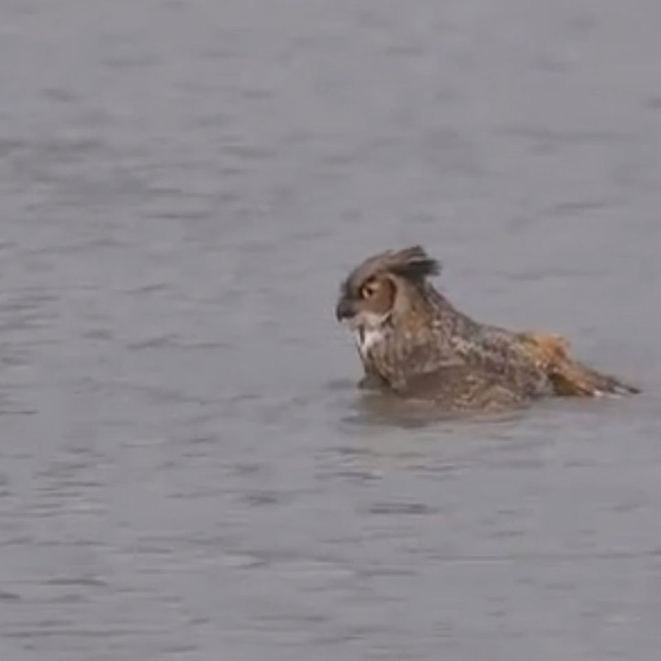 Schwimmender Vogel: Uhu flüchtet vor Falken ins Wasser
