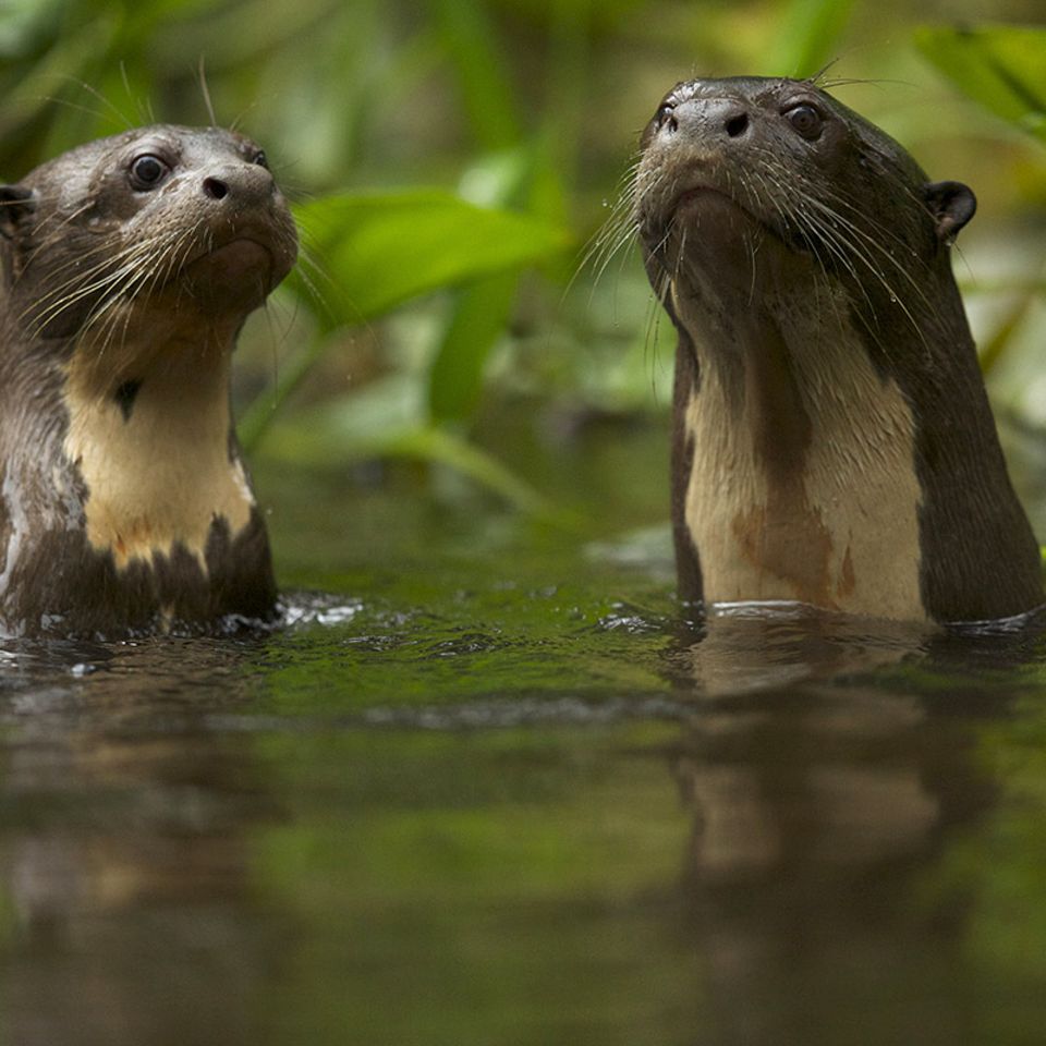 Das Otter-ABC: Riesenotter beherrschen exakt 22 Töne