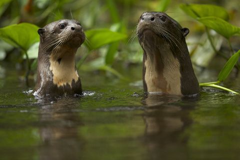 Das Otter-ABC: Riesenotter beherrschen exakt 22 Töne