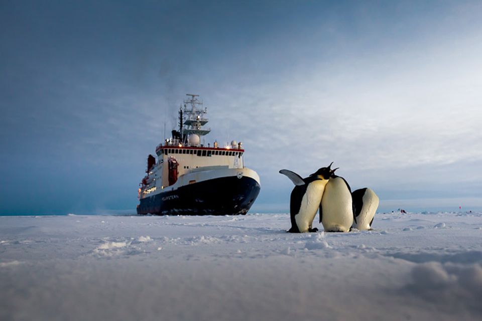 Polarstern: Lebensgrundlage Krill: Viele Pinguine ernähren sich überwiegend von Krill - oder von Fischen, die ebenfalls Krill verspeisen
