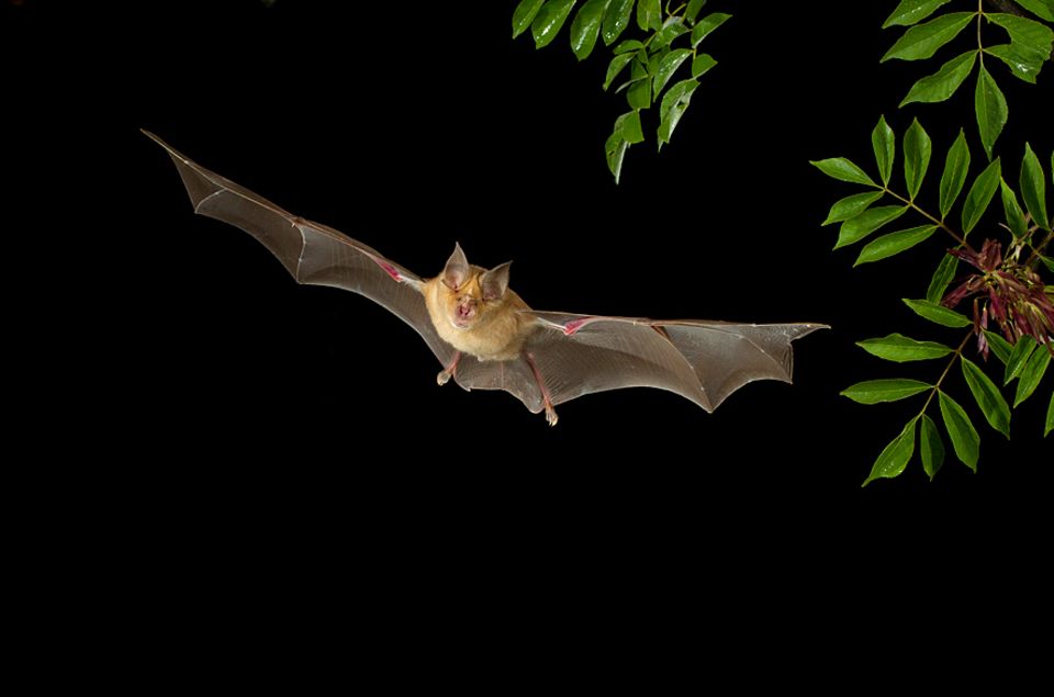 Große Hufeisennase: Eine Große Hufeisennase (Rhinolophus ferrumequinum) im Flug