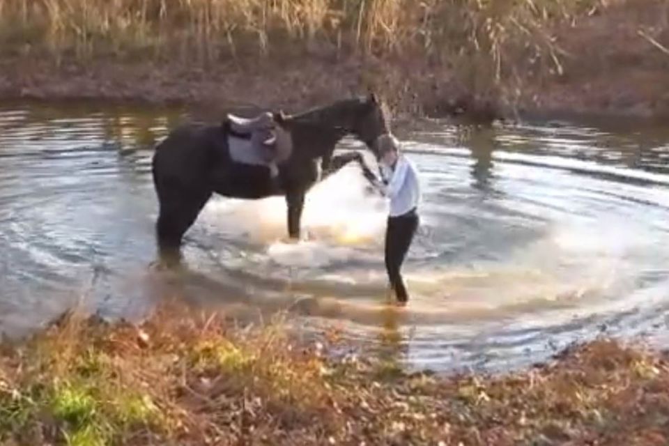 Video: Wenn ein Pferd entdeckt, dass Planschen Spaß macht