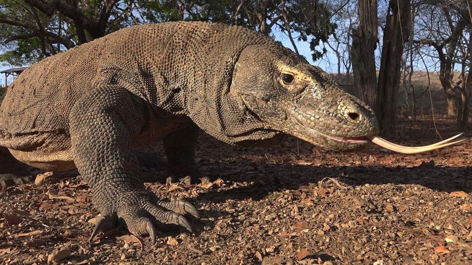 Komodowarane sind mit einer Länge von bis zu drei Metern die längsten Echsen der Welt Komodowarane sind mit einer Länge von bis zu drei Metern die längsten Echsen der Welt