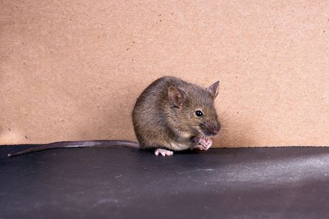 Paarung: Auch verliebte Mäuse-Weibchen singen Lieder