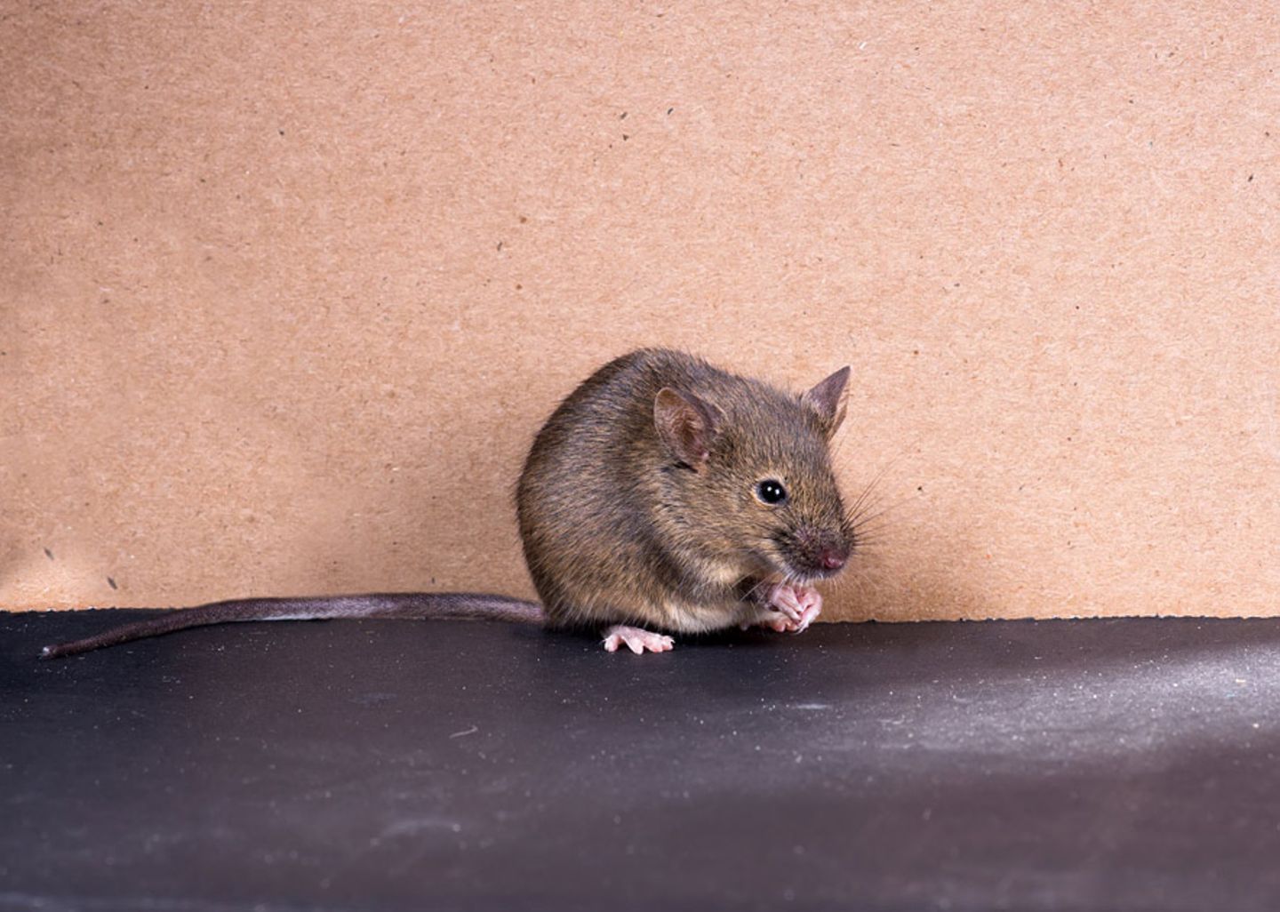 Секреты серой мыши. Серая мышь. Мышь серая обыкновенная. Мышь серая обыкновенная фото. Мышиный серый.