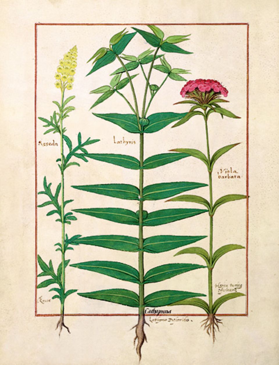 GEO EPOCHE KOLLEKTION: Hildegard erforscht die Heilwirkung von Pflanzen, so der abführenden Euphorbia lathyris (Mitte; Buchmalerei, 15. Jh.)
