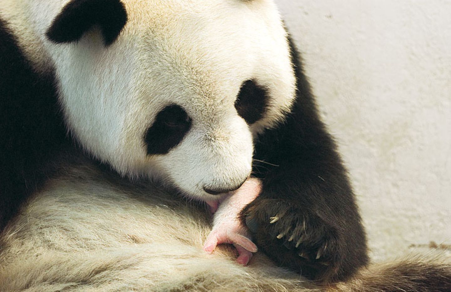 Fotoshow: Pandabären