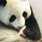 Fotoshow: Pandabären