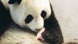 Fotoshow: Pandabären