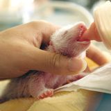 Fotoshow: Pandabären - Bild 2