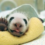 Fotoshow: Pandabären - Bild 3