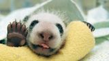 Fotoshow: Pandabären - Bild 3