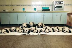 Fotoshow: Pandabären - Bild 4