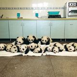 Fotoshow: Pandabären - Bild 4