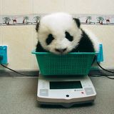 Fotoshow: Pandabären - Bild 5