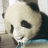 Fotoshow: Pandabären - Bild 6