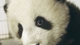 Fotoshow: Pandabären - Bild 6