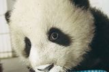 Fotoshow: Pandabären - Bild 6